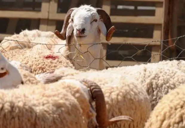 « L’ALVIAR propose des moutons à partir de 40.000 dinars », le ministre de l’Agriculture