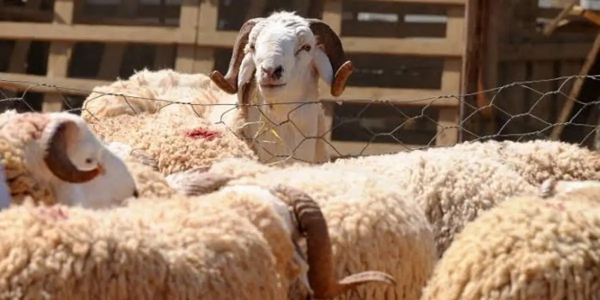 « L’ALVIAR propose des moutons à partir de 40.000 dinars », le ministre de l’Agriculture
