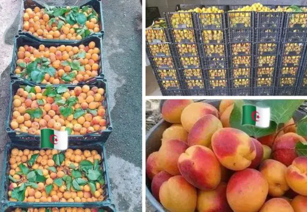 1er producteur d’abricots en Afrique et 4ᵉ mondial, l’Algérie affichera-t-elle des prix réduits ?