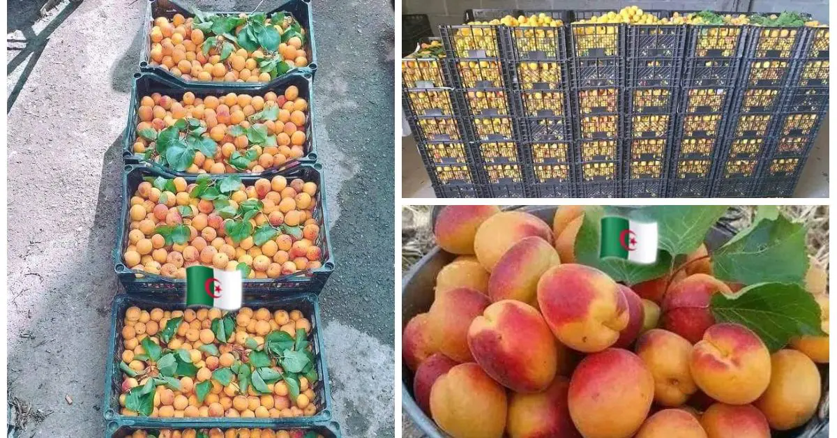 1er producteur d’abricots en Afrique et 4ᵉ mondial, l’Algérie affichera-t-elle des prix réduits ?