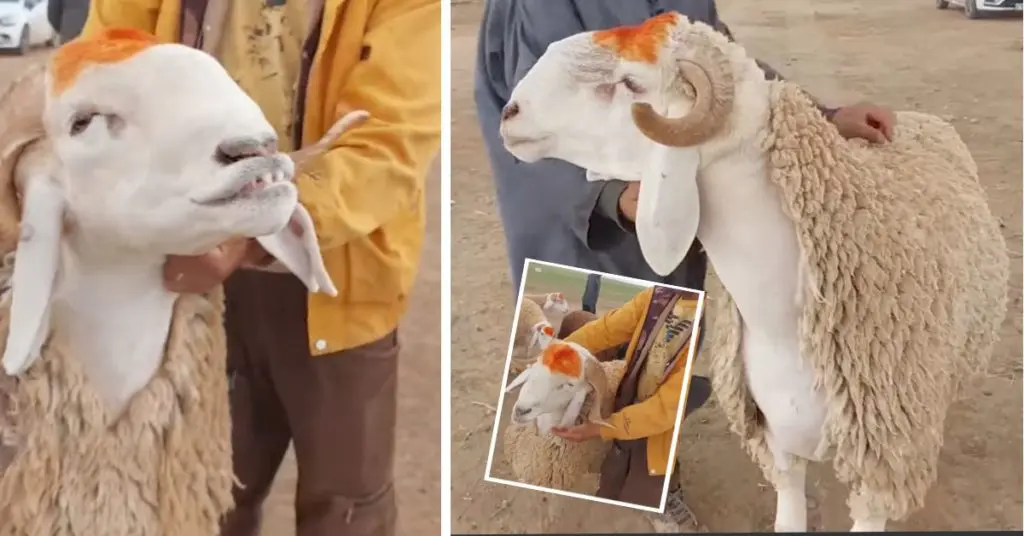 Un éleveur de Batna propose des « super-moutons » à 300.000 DA l&rsquo;unité