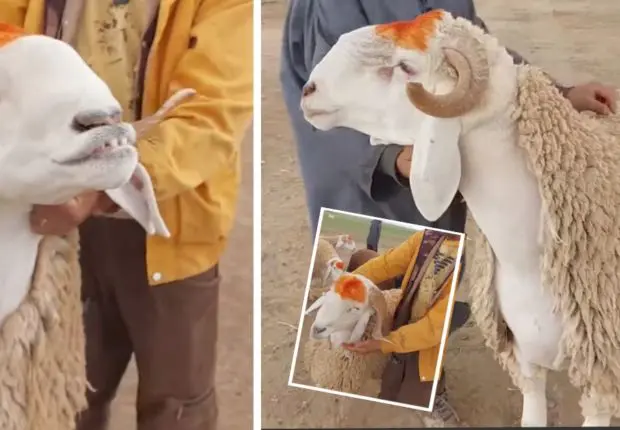 Un éleveur de Batna propose des « super-moutons » à 300.000 DA l’unité