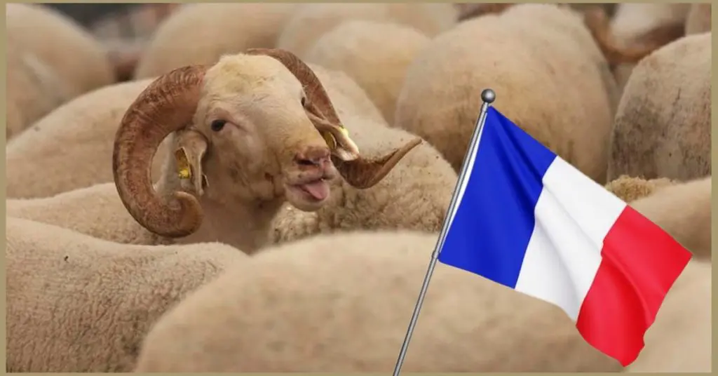 Aïd al-Adha 2023 en France : le CMTF annonce la date officielle