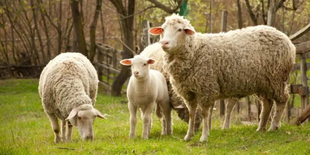 Prix des moutons dans les pays arabes : l’Algérie dans le TOP 3 ?