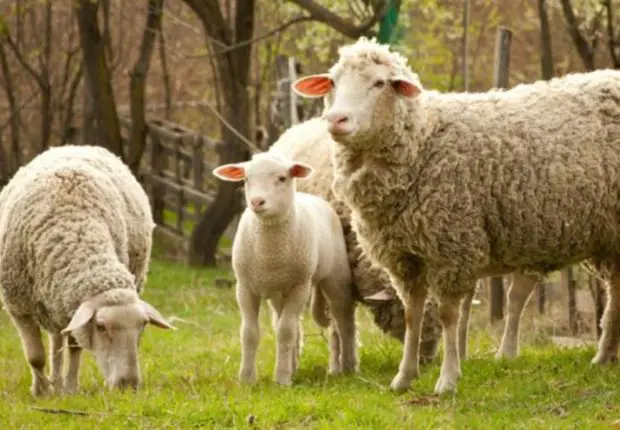 Prix des moutons dans les pays arabes : l’Algérie dans le TOP 3 ?