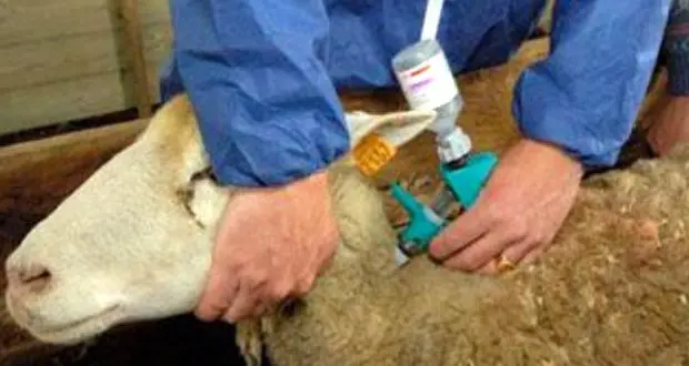 Un grand nombre de vétérinaires mobilisés en prévision de l’Aïd al-Adha 2023