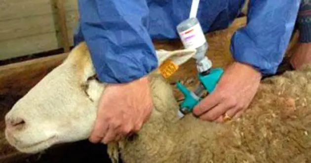 Un grand nombre de vétérinaires mobilisés en prévision de l&rsquo;Aïd al-Adha 2023