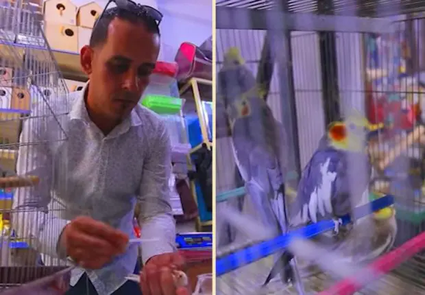 35 millions pour un maknine, un éleveur de chardonnerets fait parler de lui