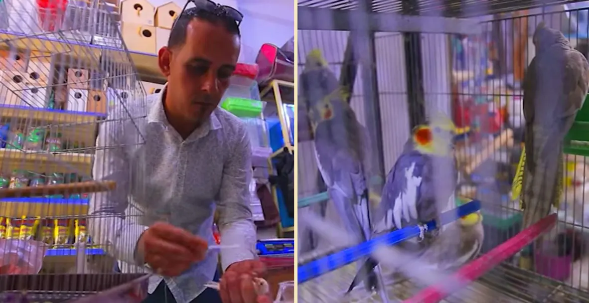 35 millions pour un maknine, un éleveur de chardonnerets fait parler de lui