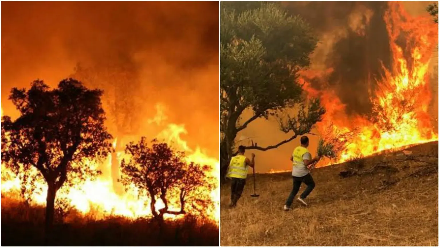 Adoption de mesures urgentes pour prévenir les feux de forêts en Algérie