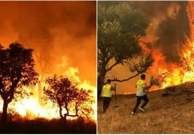 Adoption de mesures urgentes pour prévenir les feux de forêts en Algérie