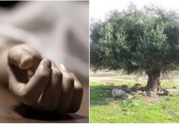 Découverte d&rsquo;un corps sans vie suspendu à un olivier à Bouira