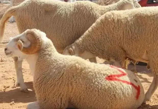 Quel mouton peut-on acheter avec 5 millions de centimes ?