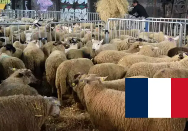 Aïd El-Adha 2023 en France : les préfectures adoptent de nouvelles mesures