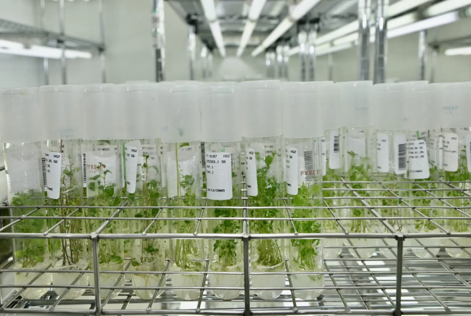 Vers la création d’une banque de gènes pour optimiser l’agriculture nationale