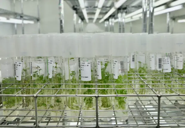 Vers la création d’une banque de gènes pour optimiser l’agriculture nationale