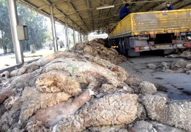 Aid el-Adha 2023 : récupération des peaux de moutons pour les industries du textile et du cuir