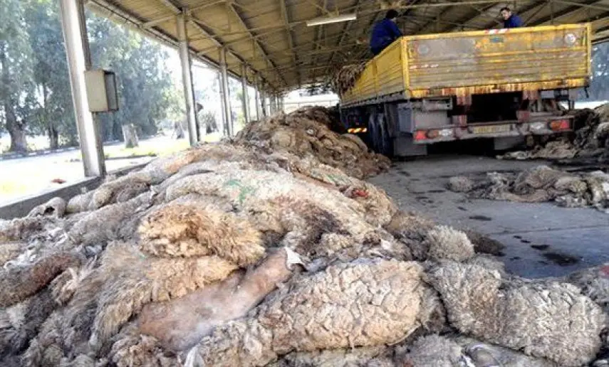 Aid el-Adha 2023 : récupération des peaux de moutons pour les industries du textile et du cuir