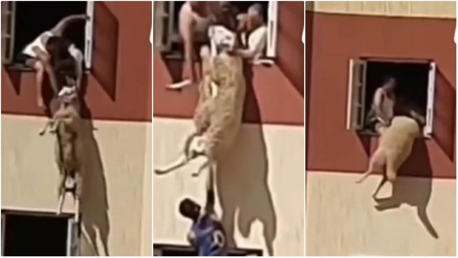 Miraculeux sauvetage d’un mouton sur le point de tomber du dernier étage d’un immeuble (Vidéo)