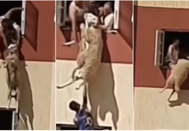 Miraculeux sauvetage d&rsquo;un mouton sur le point de tomber du dernier étage d&rsquo;un immeuble (Vidéo)