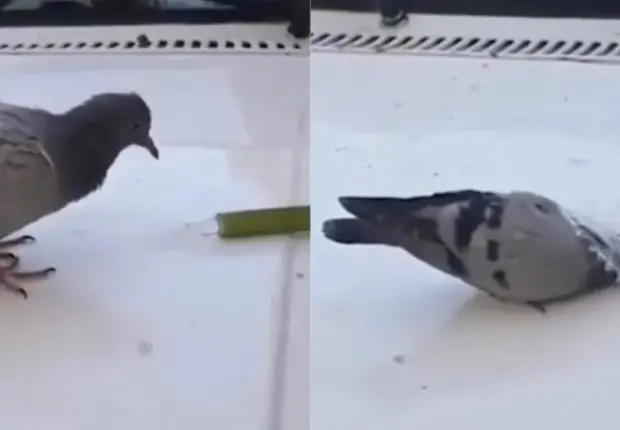 Canicule : l’émouvante vidéo du pigeon qui cherche à s’abreuver et trouve de l’aide