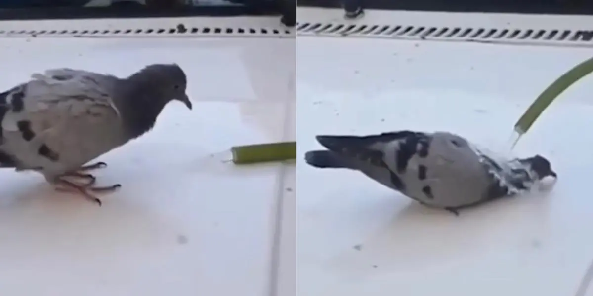 Canicule : l’émouvante vidéo du pigeon qui cherche à s’abreuver et trouve de l’aide