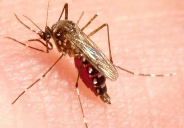 Les moustiques tigres envahissent plusieurs wilayas d’Algérie