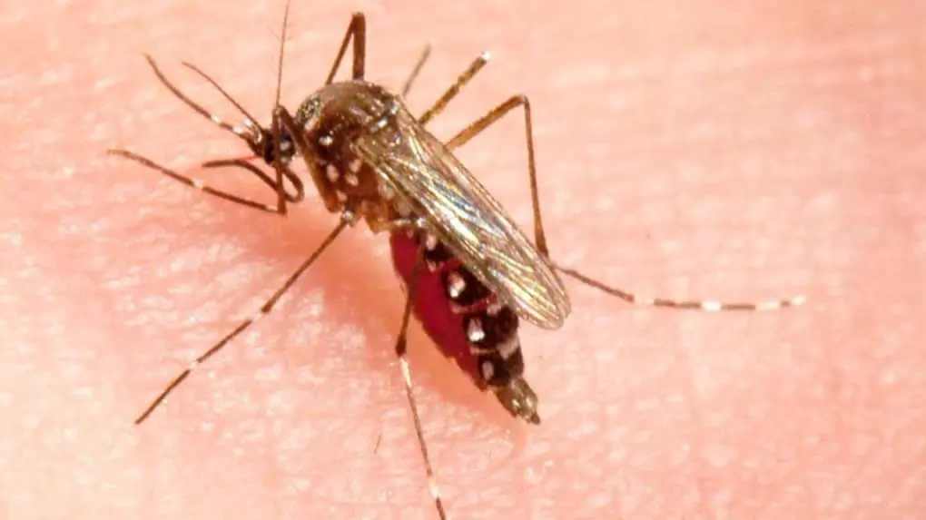 Les moustiques tigres envahissent plusieurs wilayas d’Algérie