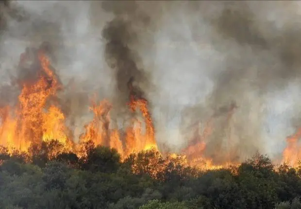 Feux de forêts : 40 incendies recensés au cours des 5 dernières semaines