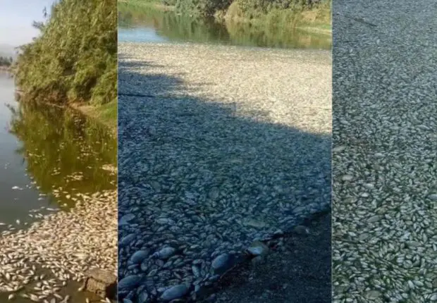Catastrophe écologique : des tonnes de poissons périssent à Boumedès (vidéo)