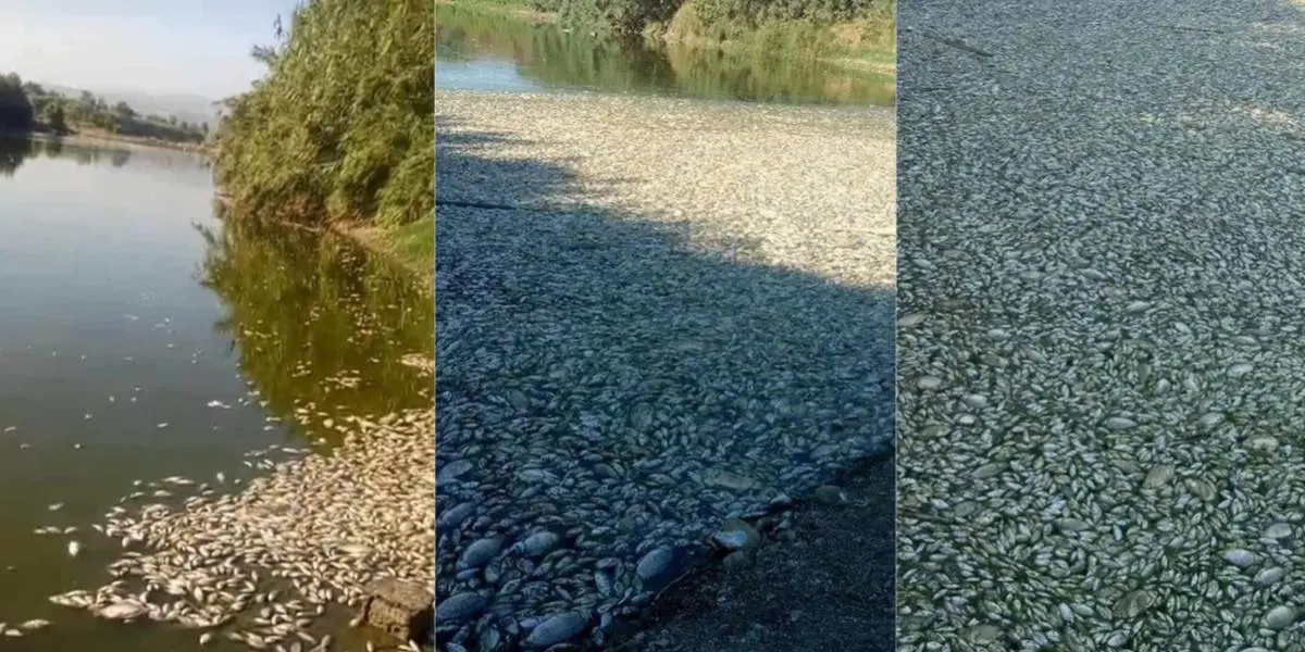 Catastrophe écologique : des tonnes de poissons périssent à Boumedès (vidéo)