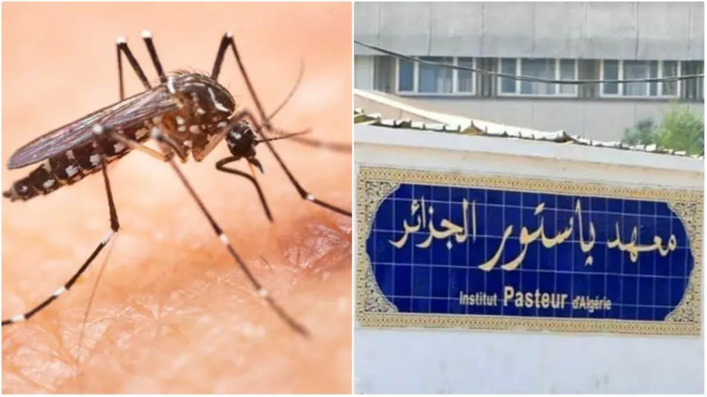 Moustique tigre en Algérie : communiqué important de l’Institut Pasteur