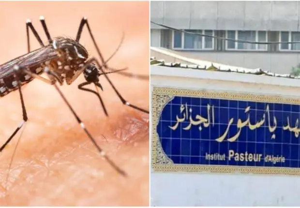 Moustique tigre en Algérie : communiqué important de l’Institut Pasteur