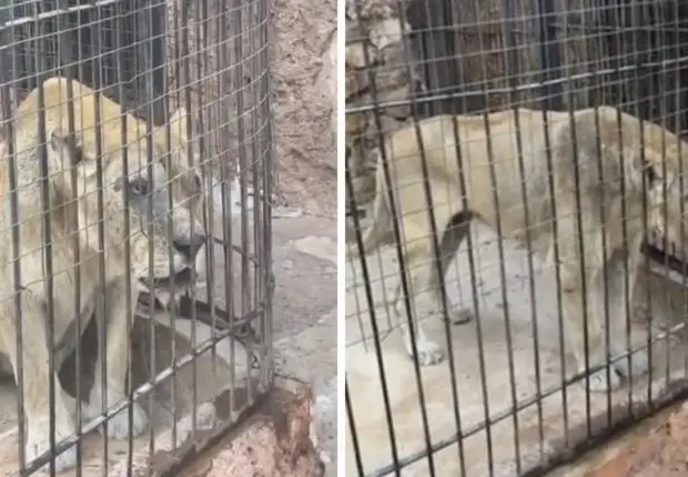 Inquiété par l&rsquo;état d&rsquo;une lionne dans un zoo d&rsquo;Oran, un franco-algérien désire lancer une pétition