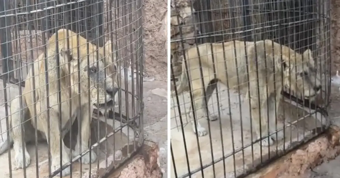 Inquiété par l’état d’une lionne dans un zoo d’Oran, un franco-algérien désire lancer une pétition