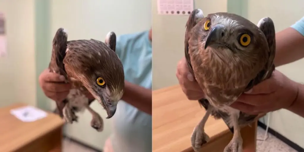 Appartenant à une espèce rare, un rapace en voie d’extinction retrouvé à Batna (IMAGES)