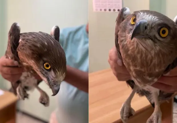 Appartenant à une espèce rare, un rapace en voie d’extinction retrouvé à Batna (IMAGES)