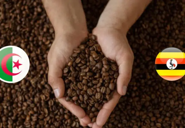 L’Algérie et l’Ouganda bientôt partenaires pour la production de café ?