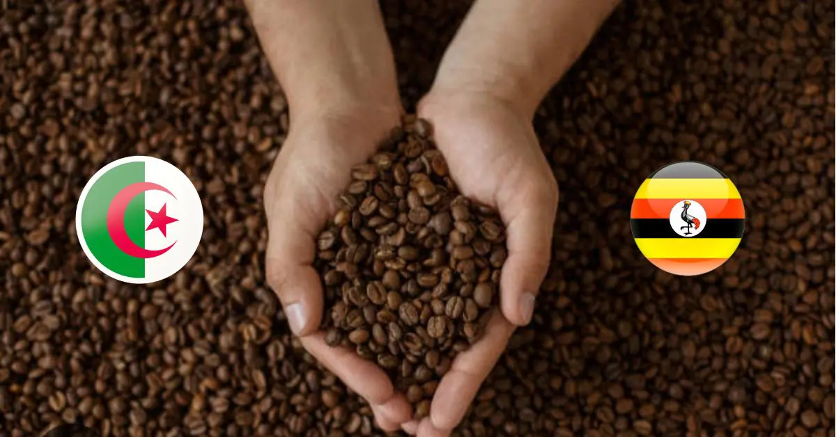 L’Algérie et l’Ouganda bientôt partenaires pour la production de café ?