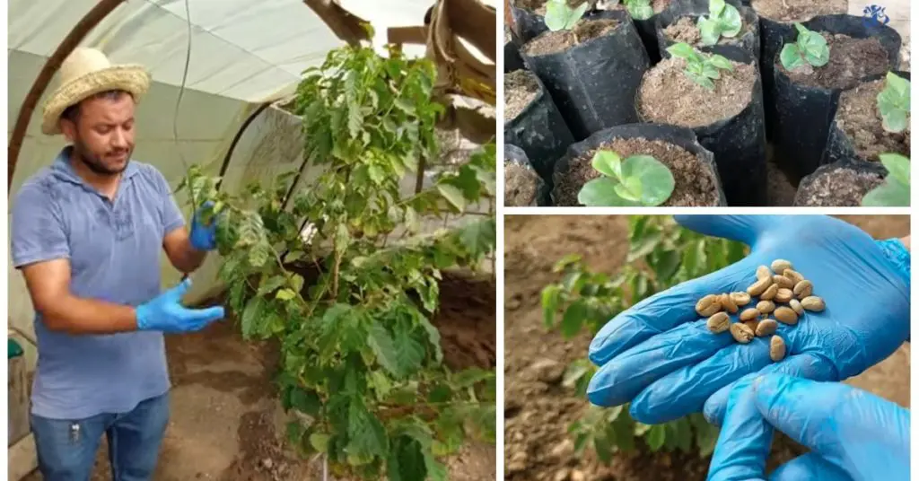 Chlef : un jeune agriculteur réussit la culture du café, plante tropicale, en Algérie