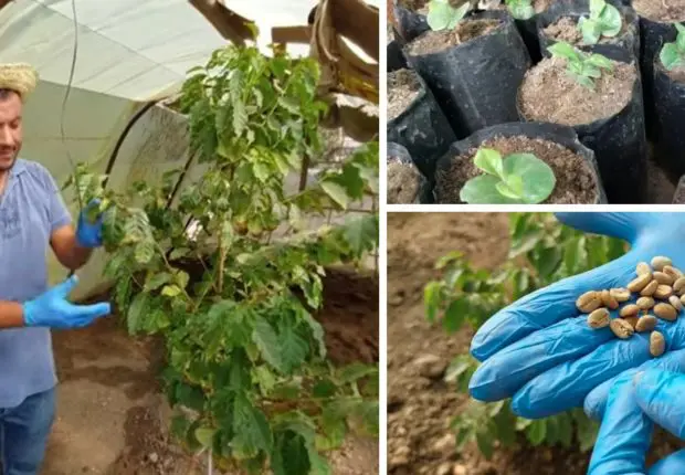 Chlef : un jeune agriculteur réussit la culture du café, plante tropicale, en Algérie