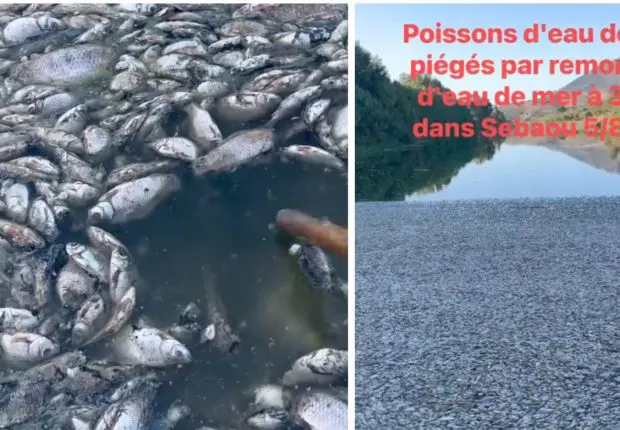 Catastrophe écologique à Oued Sebaou : des milliers de poissons morts asphyxiés