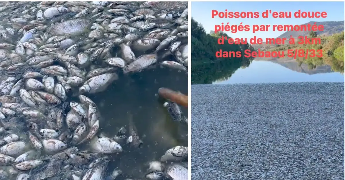 Catastrophe écologique à Oued Sebaou : des milliers de poissons morts asphyxiés