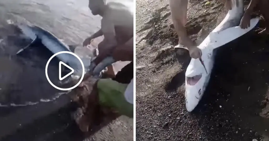 Une vidéo d’un requin tué à coups de couteau par des baigneurs à Tipaza suscite des réactions