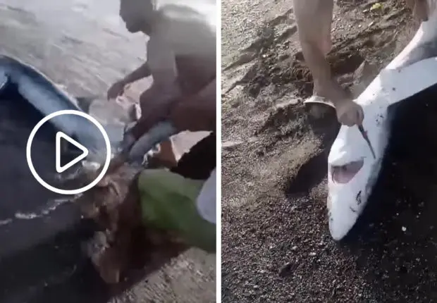 Une vidéo d’un requin tué à coups de couteau par des baigneurs à Tipaza suscite des réactions