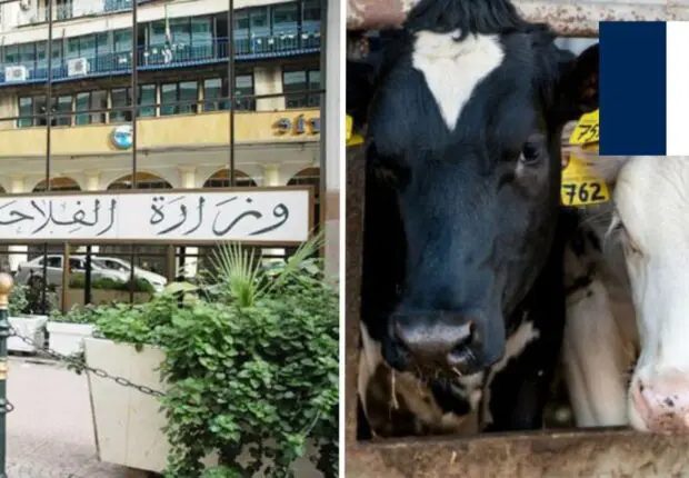 L’Algérie suspend l’importation de bovins vivants de France