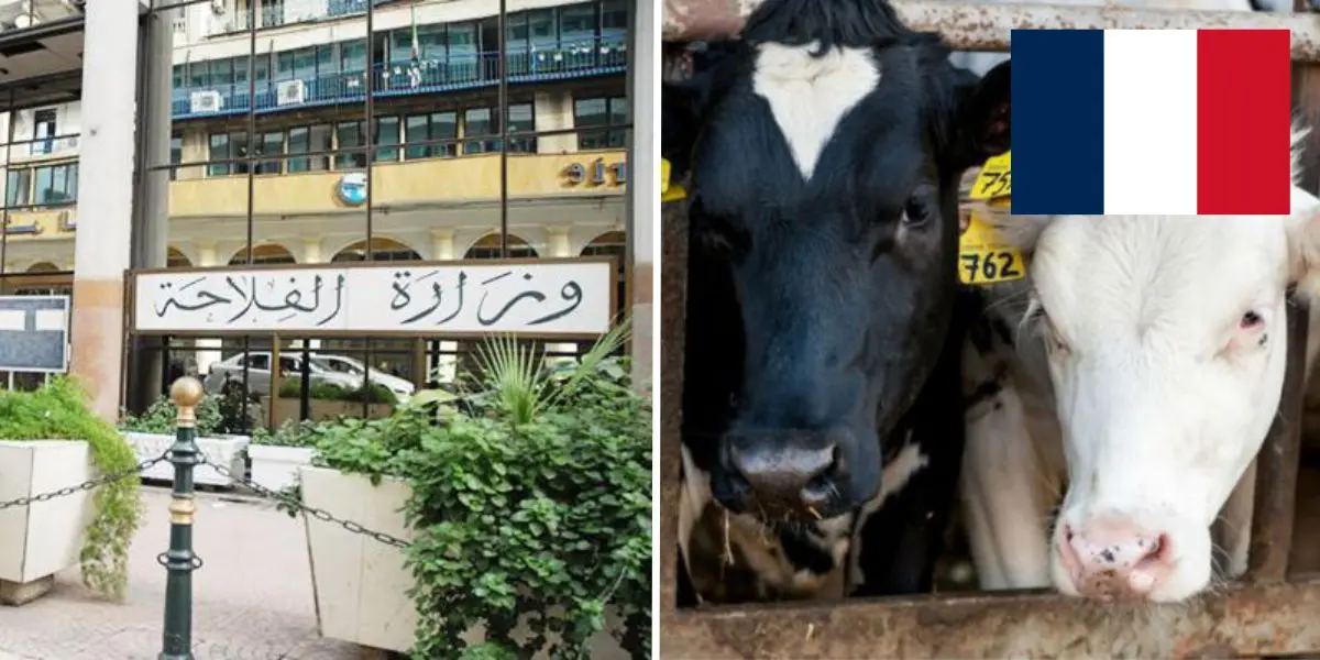 L’Algérie suspend l’importation de bovins vivants de France
