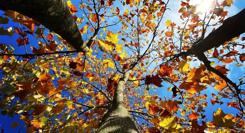 Bulletin météo du mardi 26 septembre : ciel voilé et temps frais, l’automne s’installe !