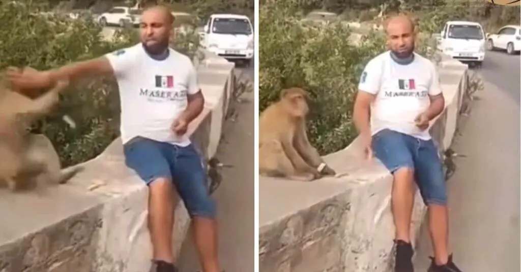 Il se filme frappant un singe, un Algérien lynché sur les réseaux sociaux [VIDÉO]