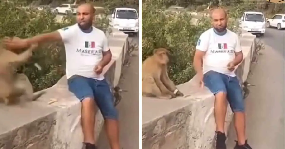 Il se filme frappant un singe, un Algérien lynché sur les réseaux sociaux [VIDÉO]